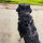 Y-Hundegeschirr 4fach-verstellbar mit Griff und Sicherheitsschnallen Signal Camo - ultraleicht - L