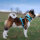 Y-Hundegeschirr 4fach-verstellbar mit Griff und Sicherheitsschnallen Arctic Sky - ultraleicht - L