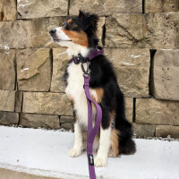 Nylon Pro Führleine Velvet Purple - Leine 2.5m 3-fach verstellbar