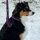 Nylon Pro Führleine Velvet Purple - Leine 2.5m 3-fach verstellbar mit Kurzführgriff