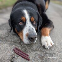 Pferdedörrfleisch Sticks - 200g