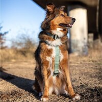 Y-Hundegeschirr 4fach-verstellbar mit Griff und Sicherheitsschnallen Sage Green - ultraleicht - M