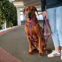 Y-Hundegeschirr 4fach-verstellbar mit Griff und Sicherheitsschnallen Bordeaux - ultraleicht - XS