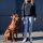 Y-Hundegeschirr 4fach-verstellbar mit Griff und Sicherheitsschnallen Bordeaux - ultraleicht - S