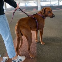 Nylon Pro Führleine Bordeaux - Leine 2.5m 3-fach verstellbar mit Kurzführgriff