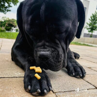 Mozzarella Trainings Softies - 500g