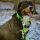 Nylon Tactical Führleine Apple Green