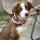 Nylon Tactical Halsband mit Griff Dusty Rose - ultraleicht