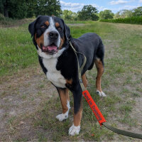 Leinen Banderole Hund im Training
