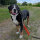 Leinen Banderole Hund im Training