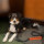 Leinen Banderole Hund im Training