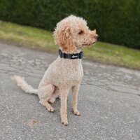 Nylon Tactical Halsband für kleine Hunde Anthracite