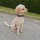 Nylon Tactical Halsband für kleine Hunde Anthracite