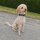 Nylon Tactical Halsband für kleine Hunde Anthracite