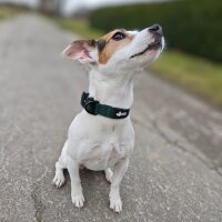 Nylon Tactical Halsband für kleine Hunde Dark Green