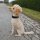 Nylon Tactical Halsband für kleine Hunde Deep Black