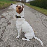 Nylon Tactical Halsband für kleine Hunde Military Olive