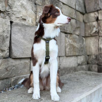 Y-Hundegeschirr 4fach-verstellbar mit Griff und...