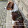 Y-Hundegeschirr 4fach-verstellbar mit Griff und Sicherheitsschnallen Military Olive - ultraleicht