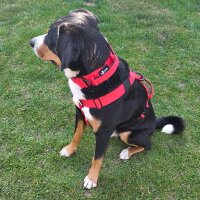Y-Hundegeschirr 4fach-verstellbar mit Griff und...