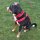 Y-Hundegeschirr 4fach-verstellbar mit Griff und Sicherheitsschnallen Rosso Red - ultraleicht