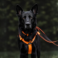 Y-Hundegeschirr 4fach-verstellbar mit Griff und Sicherheitsschnallen Safety Orange - ultraleicht