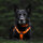 Y-Hundegeschirr 4fach-verstellbar mit Griff und Sicherheitsschnallen Safety Orange - ultraleicht