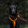 Y-Hundegeschirr 4fach-verstellbar mit Griff und Sicherheitsschnallen Safety Orange - ultraleicht