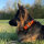 Nylon Classic Halsband Safety Orange