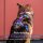 Y-Hundegeschirr 4fach-verstellbar mit Griff und Sicherheitsschnallen Pink Blue Sky - ultraleicht