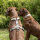 Y-Hundegeschirr 4fach-verstellbar mit Griff und Sicherheitsschnallen Desert Tan - ultraleicht