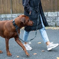 Halsband WOOFLEX® Tactical verstellbar mit Griff...