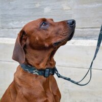 Halsband WOOFLEX® Tactical verstellbar mit Griff Woodland Camo