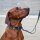 Halsband WOOFLEX® Tactical verstellbar mit Griff Woodland Camo