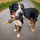 nachhaltiges Hundespielzeug 3er Set - Ella, Bruno & Kurt