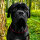 Woofchain Kettenhalsband aus Edelstahl Bordeaux