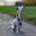 Woofchain Kettenhalsband aus Edelstahl Black
