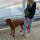 Y-Hundegeschirr 4fach-verstellbar mit Griff und Sicherheitsschnallen Hunter Glow - ultraleicht