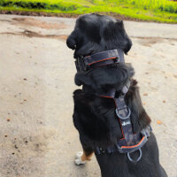 Y-Hundegeschirr 4fach-verstellbar mit Griff und...