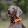 Nylon Tactical Halsband Safety Orange - ultraleicht