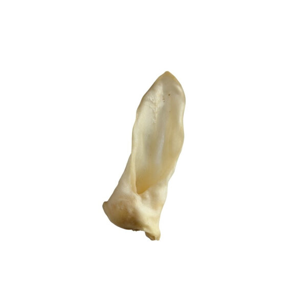 Lammohren