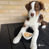 Kokos Trainings Softie
