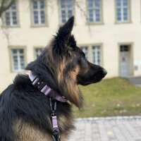 Nylon Tactical Halsband Lilac - ultraleicht
