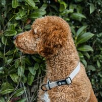 Zugstopphalsband WOOFLEX® Desert Sand