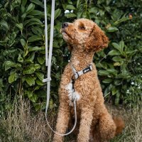 Zugstopphalsband WOOFLEX® Desert Sand