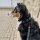 Halsband WOOFLEX® Tactical verstellbar ohne Griff Hunting Green