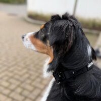 Halsband WOOFLEX® Tactical verstellbar ohne Griff Phantom Black