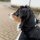 Halsband WOOFLEX® Tactical verstellbar ohne Griff Phantom Black