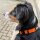 Halsband WOOFLEX® Tactical verstellbar ohne Griff Sunset Orange