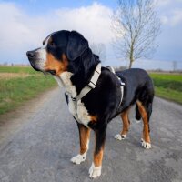 Y-Hundegeschirr WOOFLEX® 4fach-verstellbar mit Griff und Sicherheitsschnallen Desert Sand - wasserfest